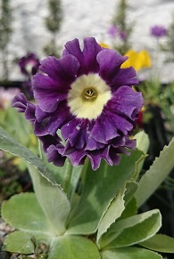 Primula auricula 'Mcwatt's Blue' - 8cm pot 